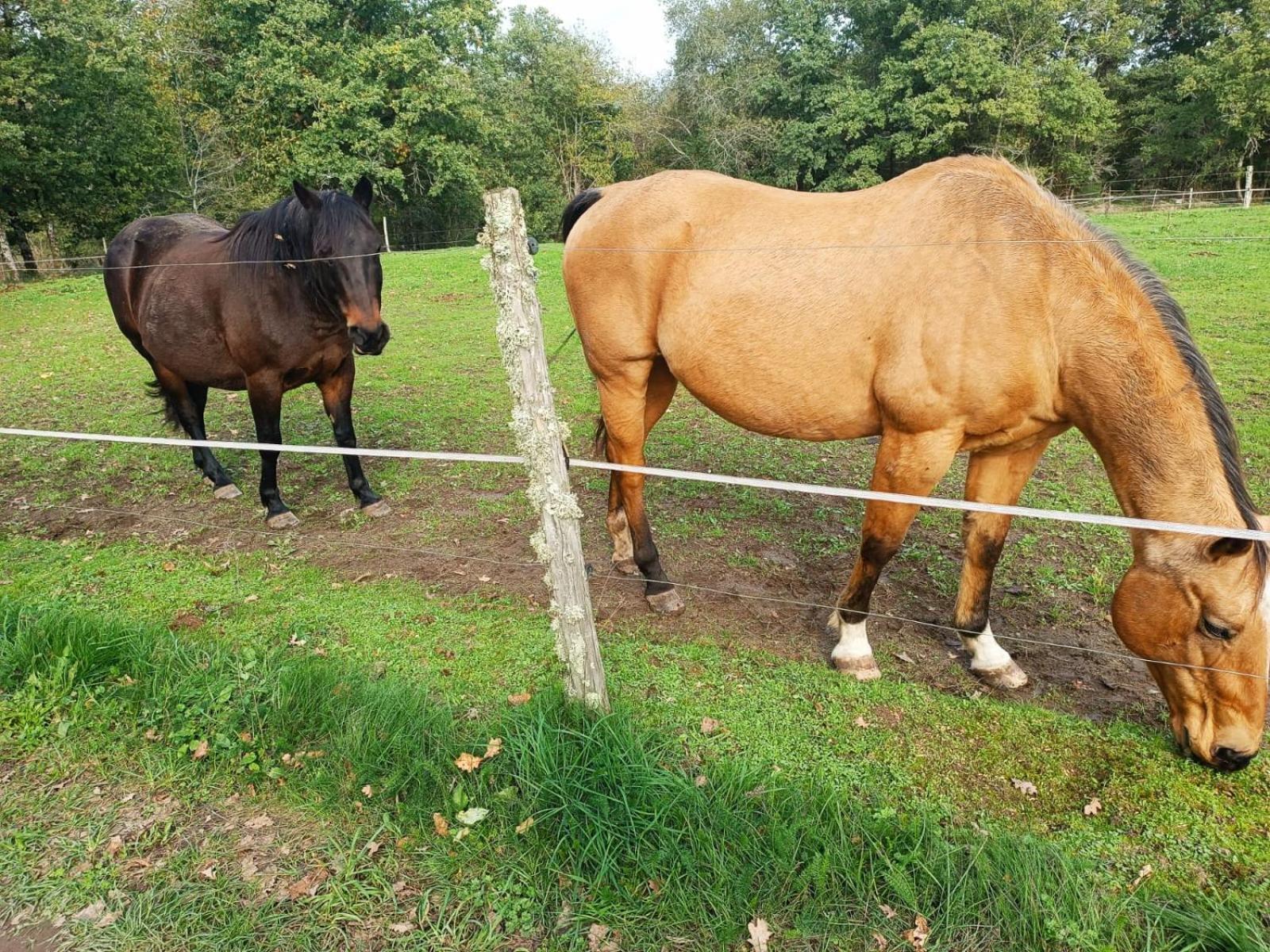 Cap Nature - T3 Et T4 En Perigord Vert - Ideal Pros Et Groupes Max 18P Champniers-et-Reilhac Esterno foto